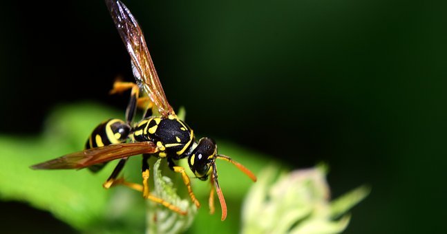 Vosy_wasp-2470730__340