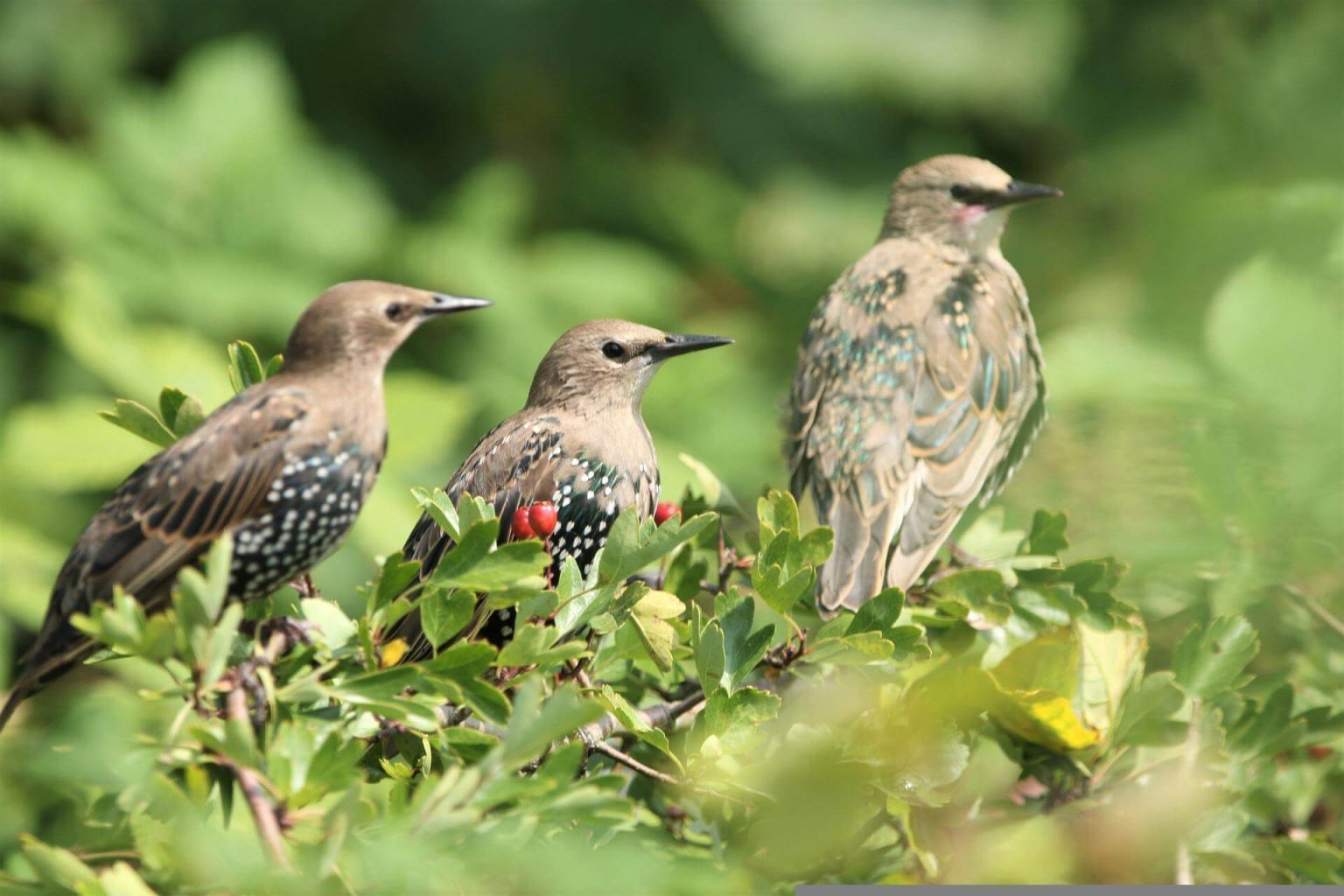 bird-g294cfbb72_1920-1
